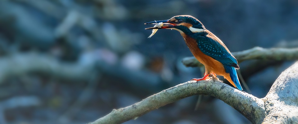 Een ijsvogel met een visje in zijn snavel zit op een boomtak boven het water.