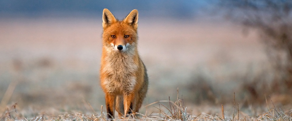 Vos kijk recht in de camera