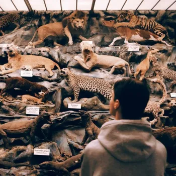 Jongeman kijkt naar de opgezette dieren in de zoölogische afdeling van het Missi